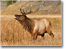 Colorado Hunting Outfitters and Guides